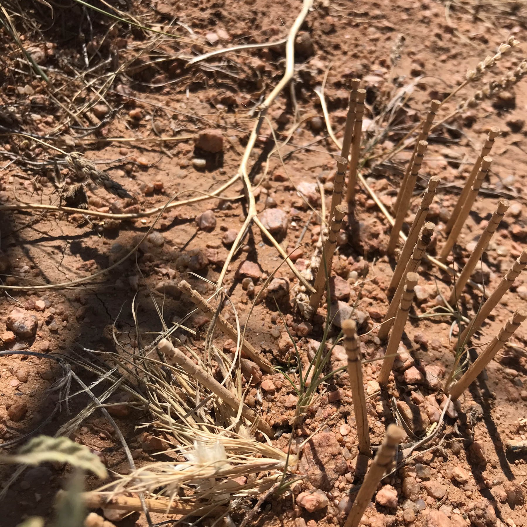 A grid of toothpicks sticking upright out of desert soil, with a grass seedling growing between them.