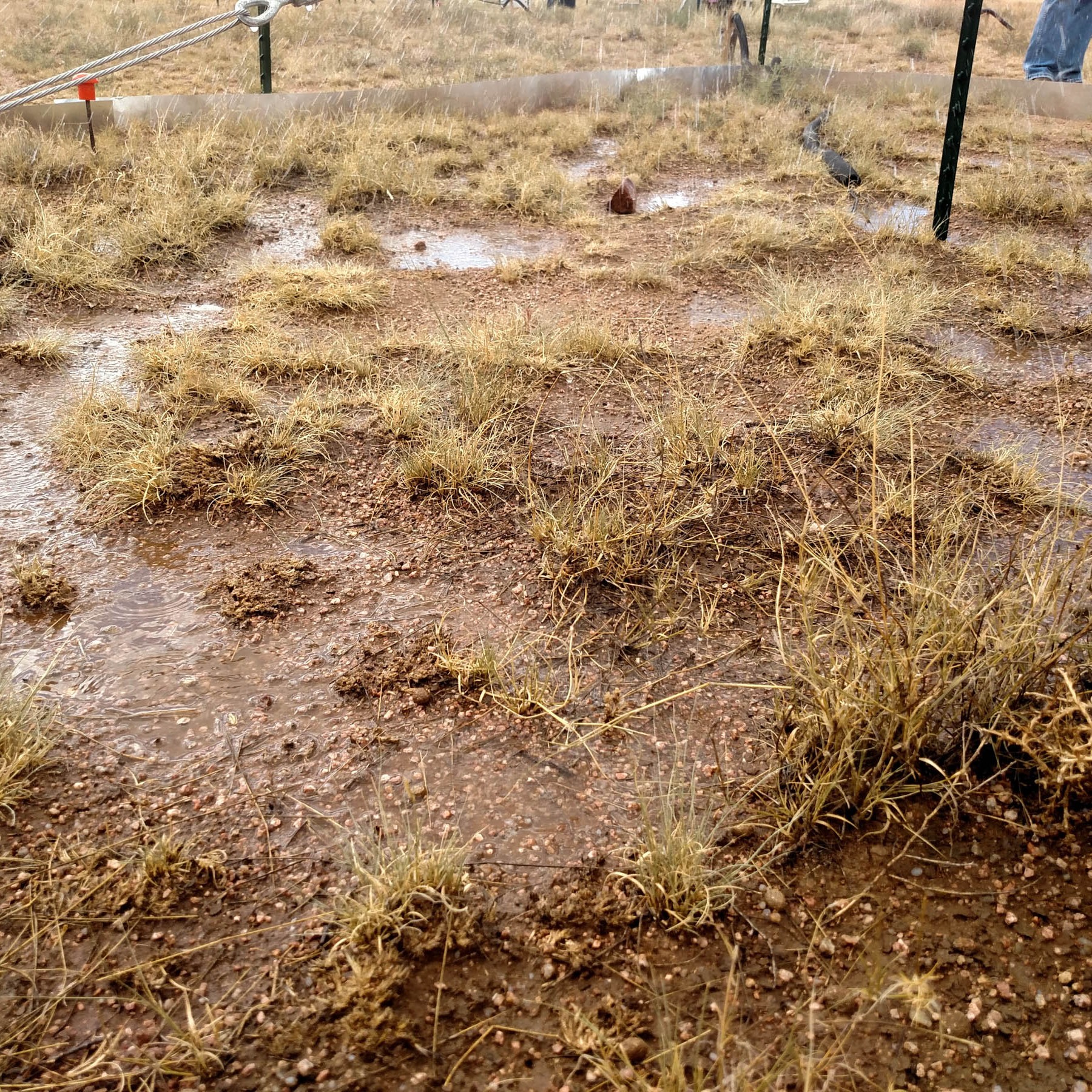 Water from the sprinklers of a mean-variance water addition plot pools between grasses, simulating rain.