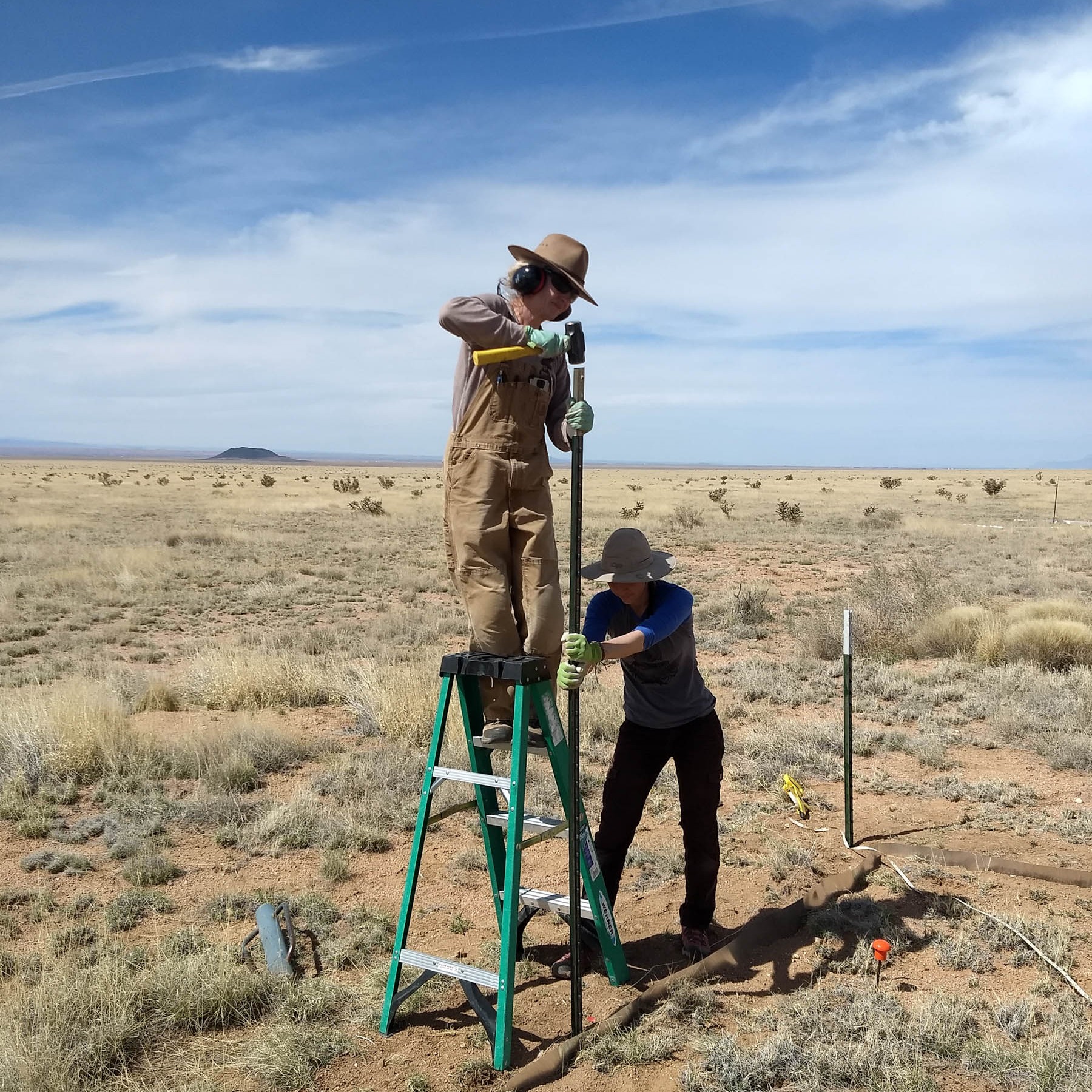 Sevilleta director Jenn Rudgers pounds in a T-post at a mean-variance experiment site.