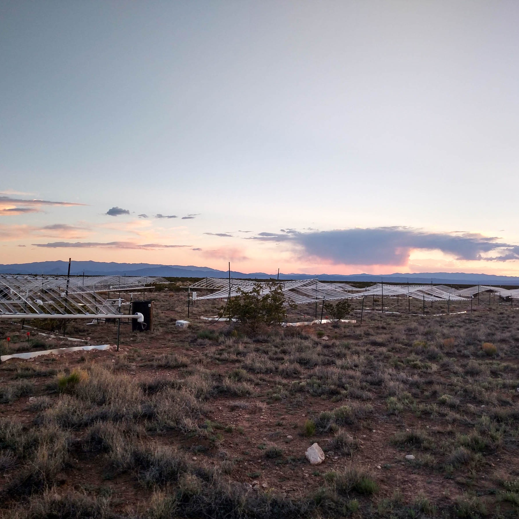 Distant summer storm clouds gather during sunset near a mean-variance experiment site.