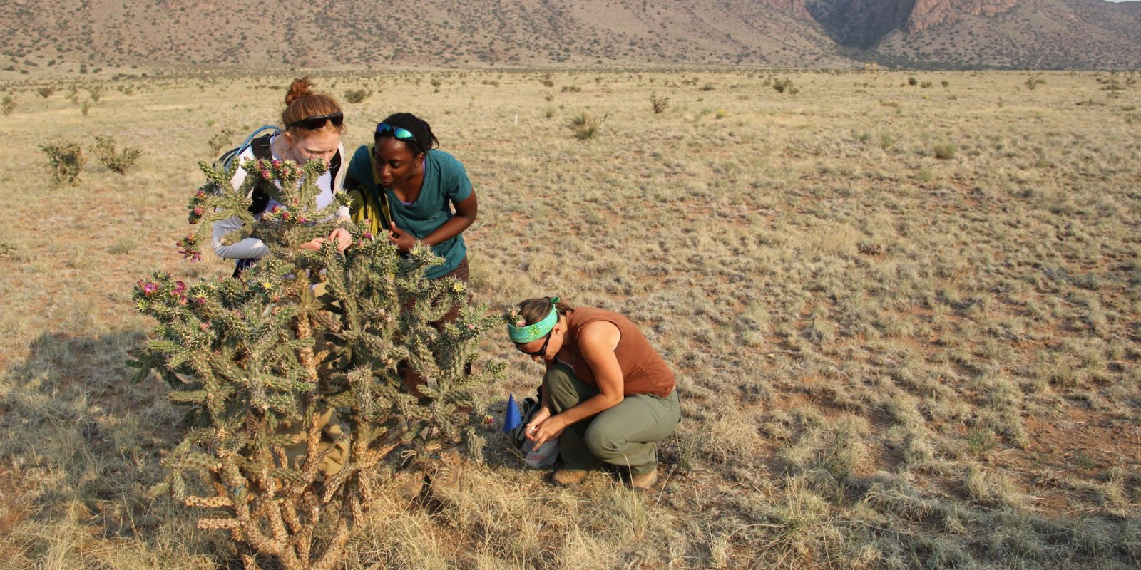 Three researchers intently investigate a cholla cactus.