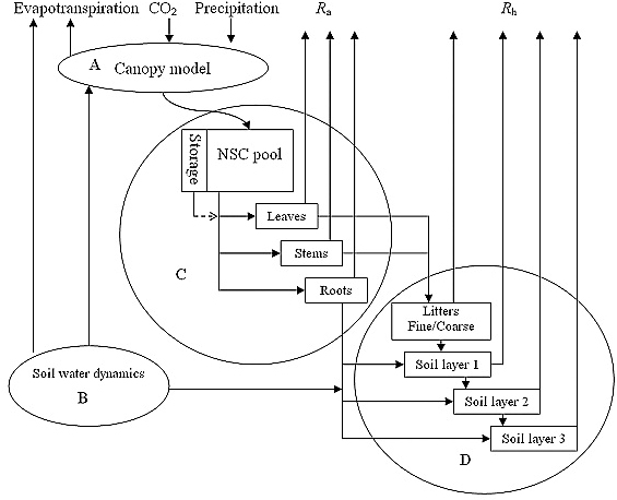 A schematic ties together the various elements of ecological cycles, representing the inputs and outputs of the TECO model.