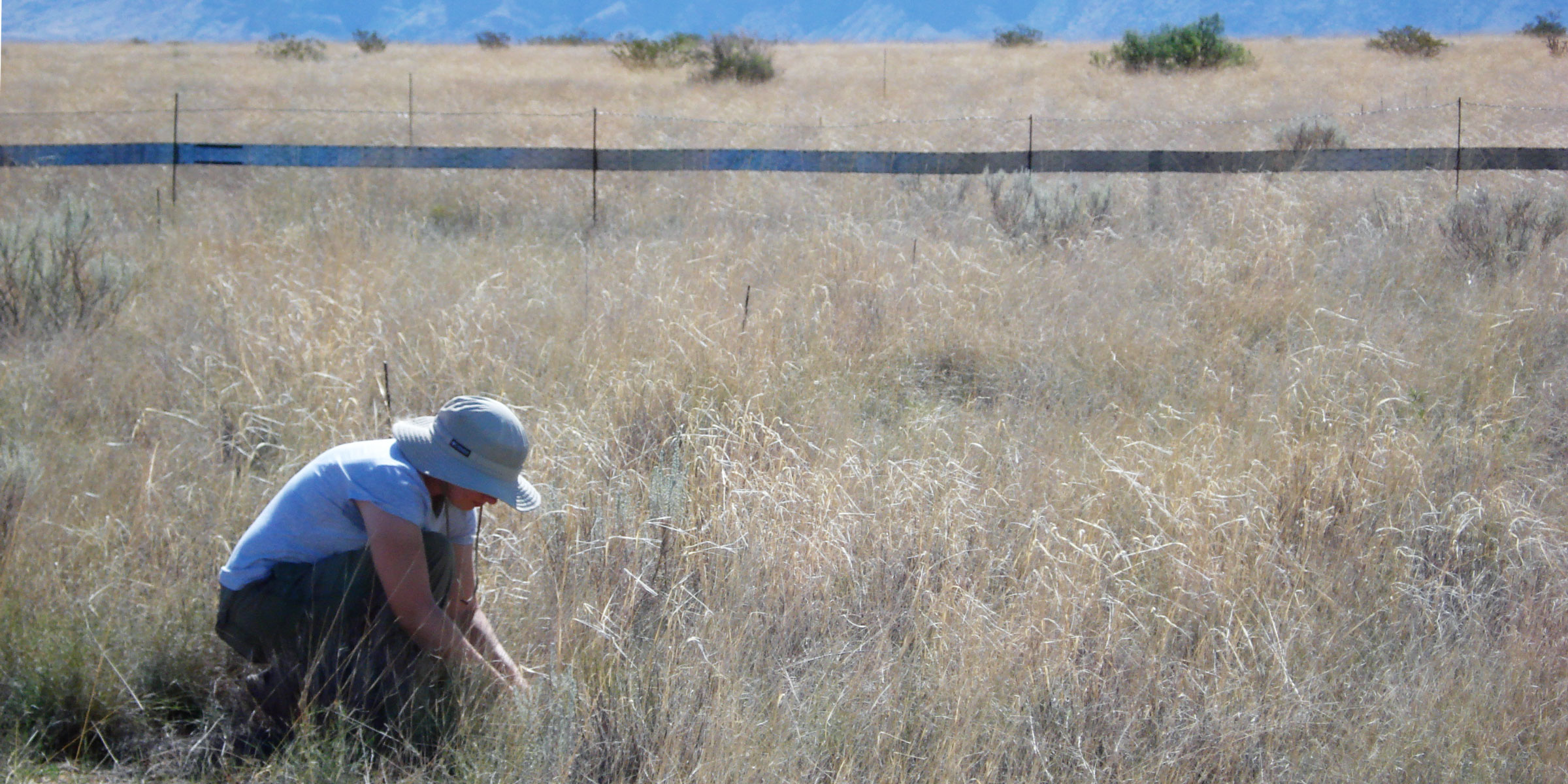 A researcher takes a measurement in front a span of wildlife-excluding fence.