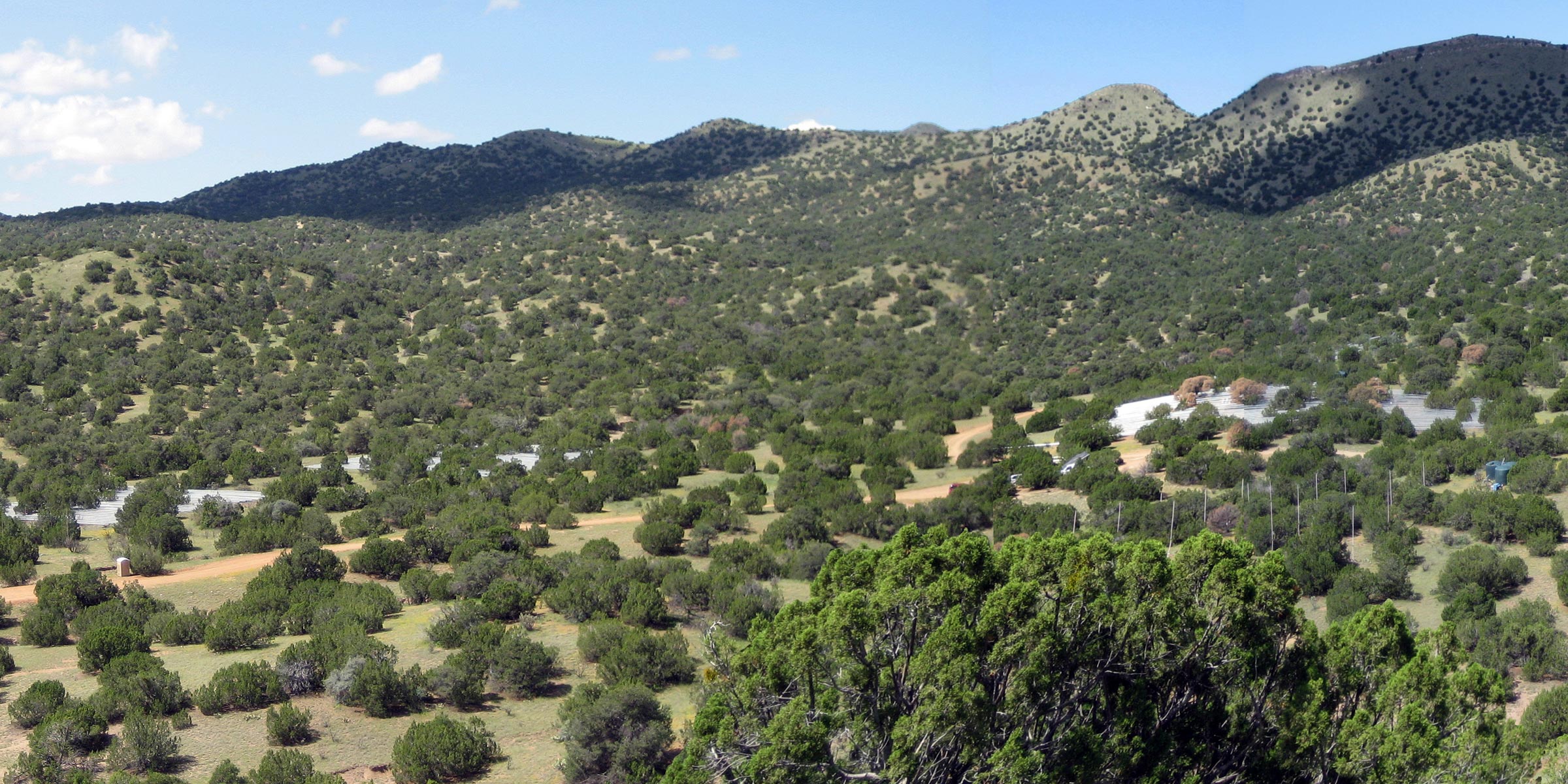 Rain-excluding plastic roofs can be seen through the canopy of a pinon-juniper woodland. The trees in one area with plastic are noticeably brown.