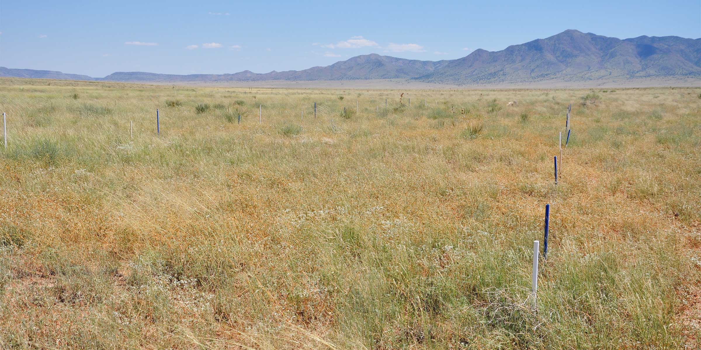 A line of alternating blue and white pvc pipes stick upright out of the ground in a grassland, delineating the edges of research plots.