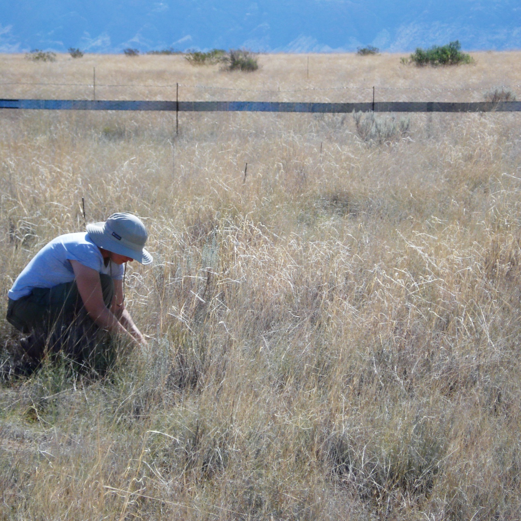 A researcher takes a measurement near a wildlife-excluding span of fence.