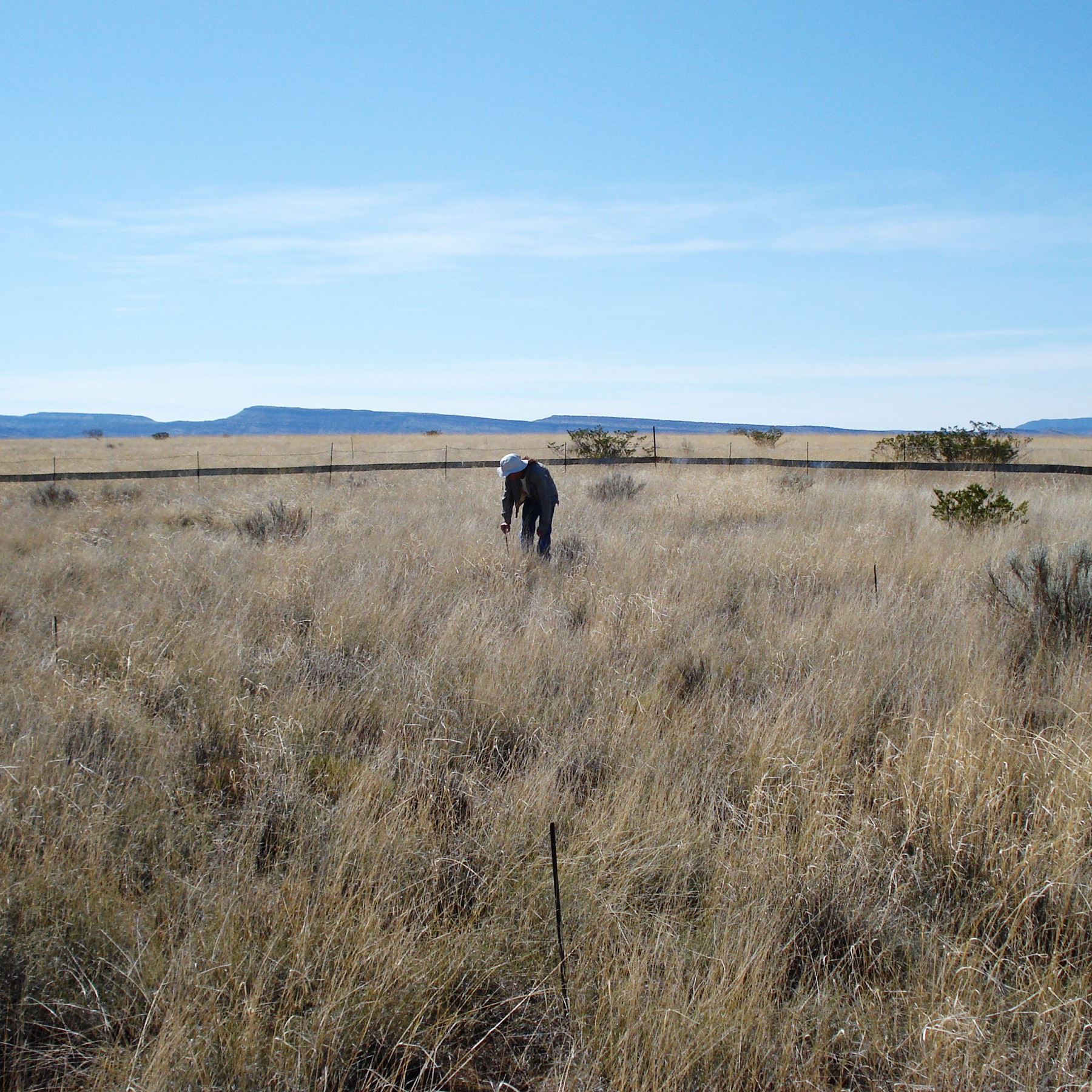 A researcher with a ruler takes measurements in the tall grass of a desert meadow.