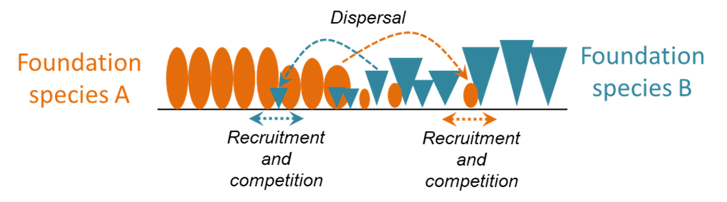 Circles denoting foundation species A and triangles denoting foundation species B occupy a gradient from A only to B only. In the middle the symbols are interspersed with each other, and arrows pointing between the two represent recruitment, competition and dispersal.