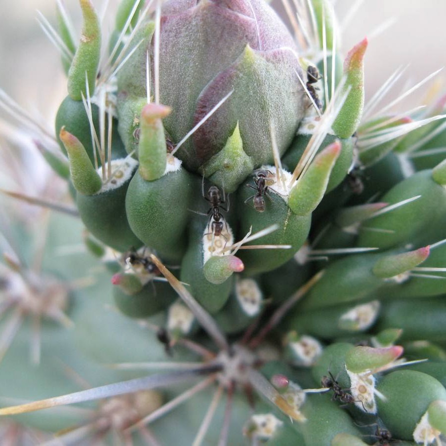 Close-up of tender new growth on a cholla cactus, with ants visiting nectaries at the base of each spine.