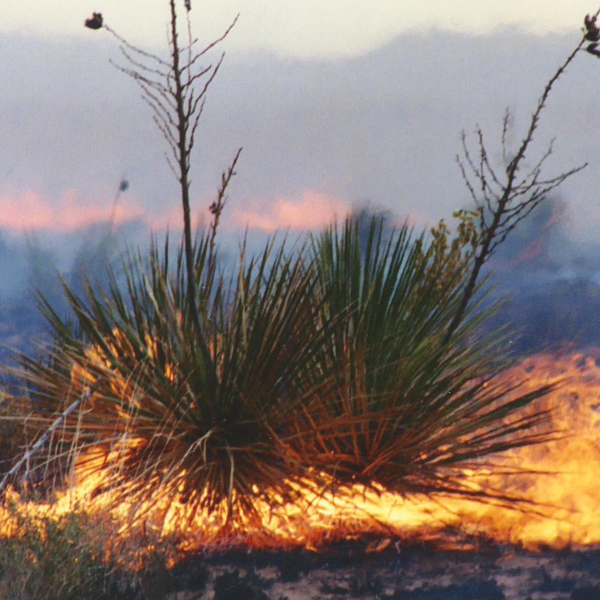 A burning yucca surrounded by blackened grass.